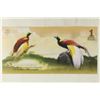 Image 2 : 2016 ATLANTIC FOREST 1 AVES DOLLAR BIRD OF