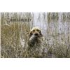 Image 3 : Duck/Grouse Combo Hunt w/ Kap River Outfitters
