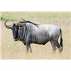 Image 2 : 8-Day Guided South African Plains game Hunt for 4!