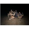 Image 3 : White-Tailed Deer Archery Hunt in Pike County, IL!