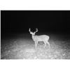Image 2 : Kentucky Special Commissioners White-tailed Deer Tag