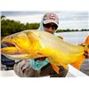 Image 3 : Hunting Cabin Cast & Blast for Dove and Dorado Fishing - Pointer Wingshooting Argentina