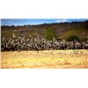 Image 4 : Hunting Cabin Cast & Blast for Dove and Dorado Fishing - Pointer Wingshooting Argentina