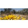 Image 5 : Cordoba Valley Dove Hunt for 2 Hunters