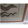 Image 8 : Framed Art Print - Eels 32"X28"
