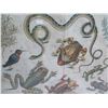 Image 2 : Framed Art Print - Frogs & Other Amphibians/Reptiles 32"X28"