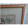 Image 8 : Framed Art Print - Frogs & Other Amphibians/Reptiles 32"X28"