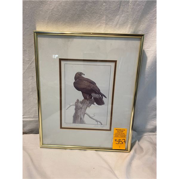 Eagle picture