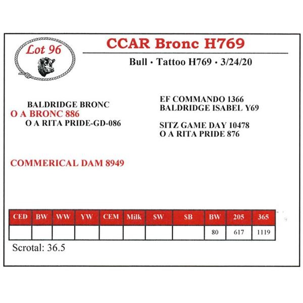 CCAR Bronc H769