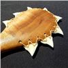 Image 3 : 18 x 3'' Pahoa Club Koa with Tiger Shark Teeth