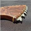 Image 2 : 10 1/2" X 5 1/8'' Medium Hawaiian Lei O Mano Koa with Tiger Shark Teeth