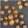 Image 3 : 55 individual Coconut Shells & 2 Ipu's