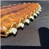Image 2 : 22 X 5.5'' Hawaiian Lei O Mano Koa & Tiger Shark Teeth with Hemp Cord