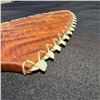 Image 2 : 22'' X 5 1/2'' Hawaiian Lei O Mano Koa & Tiger Shark Teeth with Hemp Cord