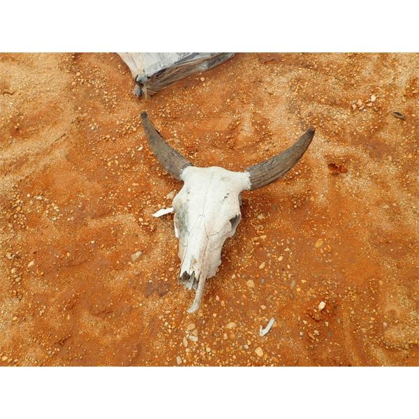 COW SKULL