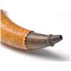 Image 9 : 21BG-A1 AMERICAN POWDER HORN