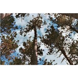 Artist Signed, Numbered, Framed & Matted Print #1754005