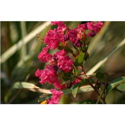 Artist Signed, Numbered, Framed & Matted Print #1754009