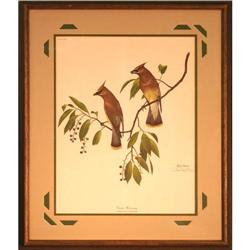 Cedar Waxing, by Ray Harm- Print #1788353