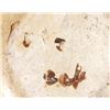 Image 10 : Historic Native American Hopi Pottery Bowl