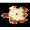 Image 9 : Zuni Carved Shell Sea Turtle Fetish by C. Tsattie