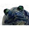 Image 2 : Zuni Sodalite Frog Fetish by Ricky Laahty