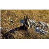 Image 2 : CAPRINAE SAFARIS: 2-DAY VERCORS OR CHARTREUSE CHAMOIS HUNT FOR ONE HUNTER IN THE FRENCH ALPS