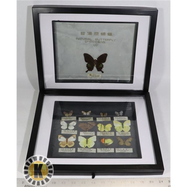 RARE ANTIQUE JAPANESE PRESSED BUTTERFLY COLLECTION