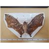 Image 1 : 10" DRIED BAT