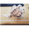 Image 1 : 9" CONCH SHELL
