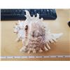 Image 2 : 9" CONCH SHELL