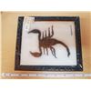 Image 1 : 5" SCORPION IN FRAME