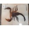 Image 2 : 5" SCORPION IN FRAME