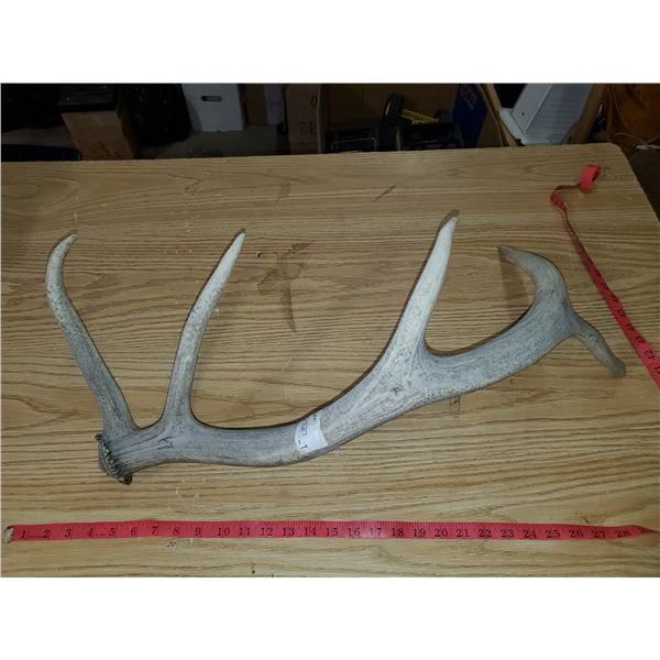 5 POINT ANTLER SHED