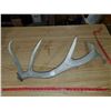 Image 1 : 5 POINT ANTLER SHED