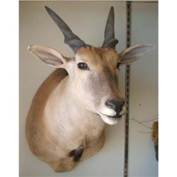 Eland Mount