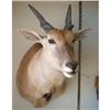 Image 1 : Eland Mount