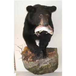 Black Bear Mount