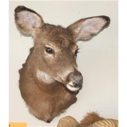 Doe Mount