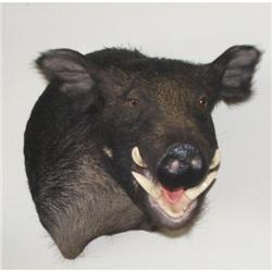 Wild Boar Mount