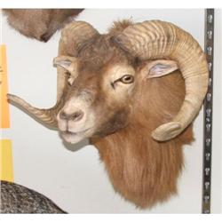 Ram Mount