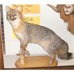 Fox Mount
