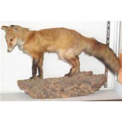 Fox Mount