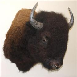 Bison / Buffalo Mount