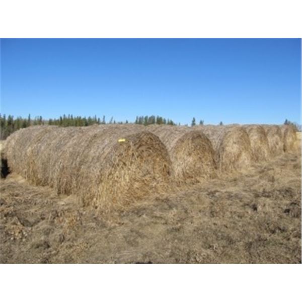 APPROX 26 OAT GREEN FEED BALES (2019) WEEDY (PER BALE TIMES 26)