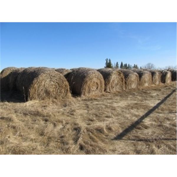 APPROX 45 OAT GREEN FEED BALES (2019); WEEDY.(CONTACT SELLER ABOUT LOADING)