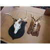 Image 1 : Mounted skull and plastic elk head