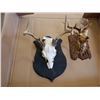 Image 2 : Mounted skull and plastic elk head