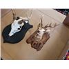 Image 3 : Mounted skull and plastic elk head