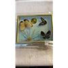 Image 1 : CASED BUTTERFLY SHADOWBOX CLOCK - 3 REAL BUTTERFLYS